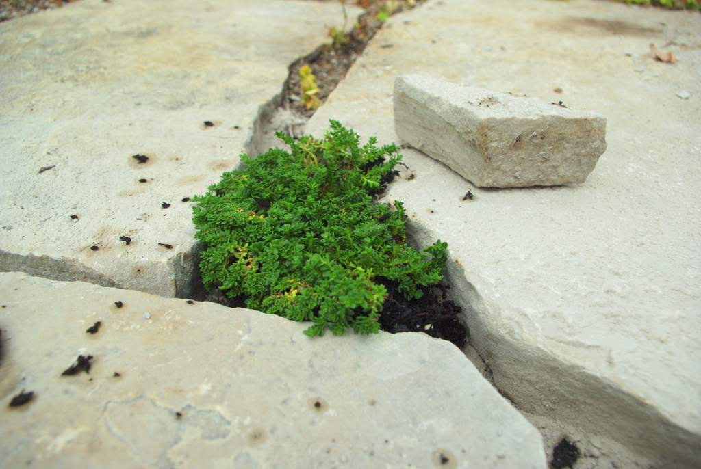 It's Not Work, It's Gardening! Filling flagstone patio cracks